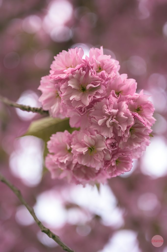 Cherry Blossom
